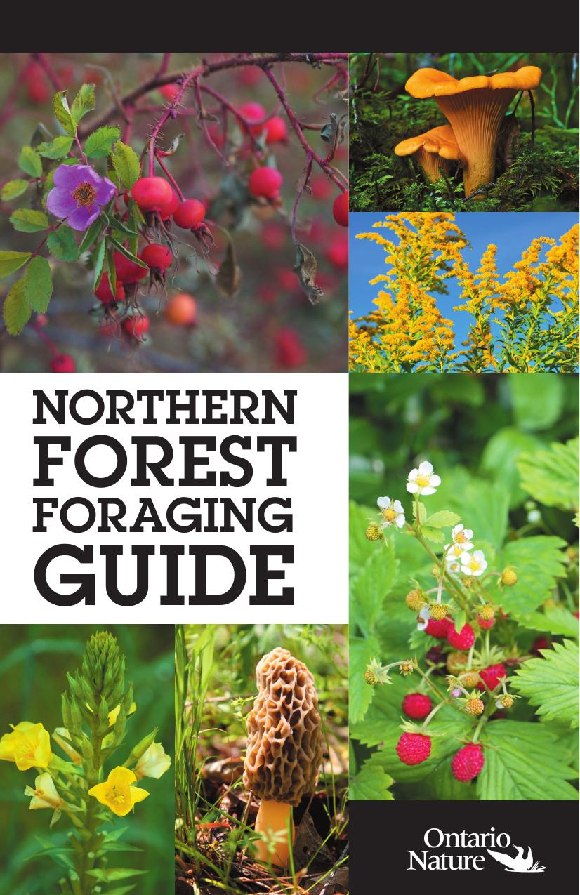 Northern Ontario Foraging Guide